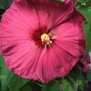 Meet your Posher, Farima